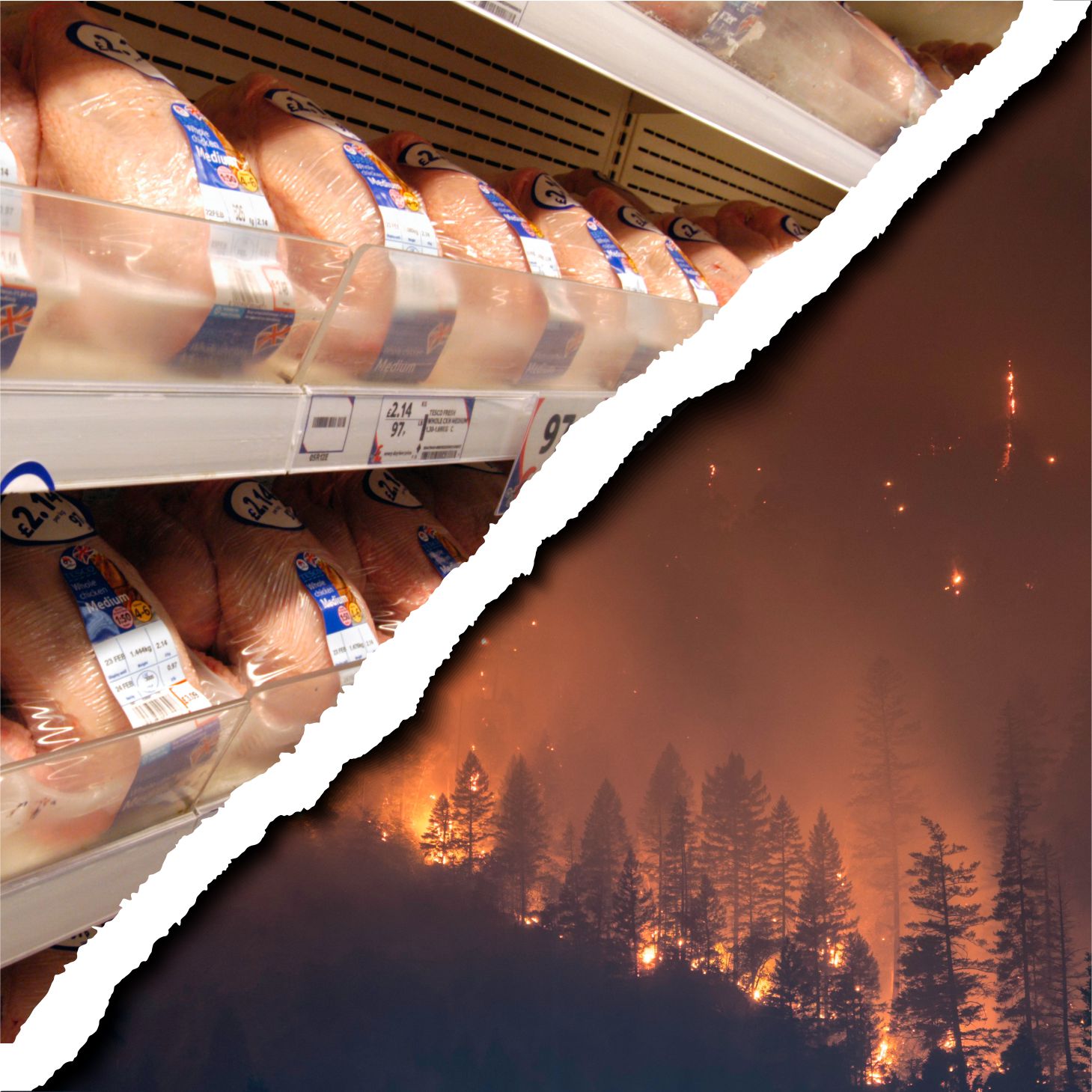 Tesco buys meat from forest-destroying JBS